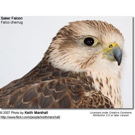 saker falcon portrait