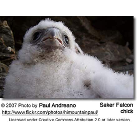 Saker Falcon chick
