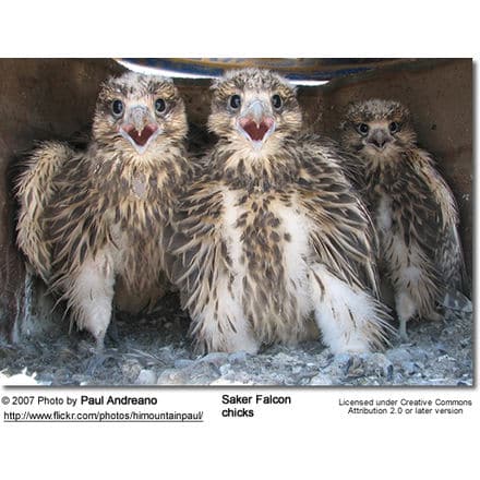 saker Falcon chicks