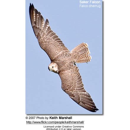 Saker Falcon in flight