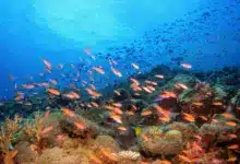 Orange Fishes underwater Saltwater Ecosystems