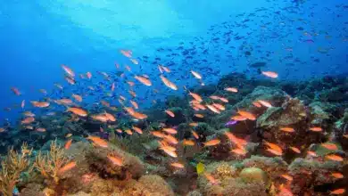 Orange Fishes underwater Saltwater Ecosystems