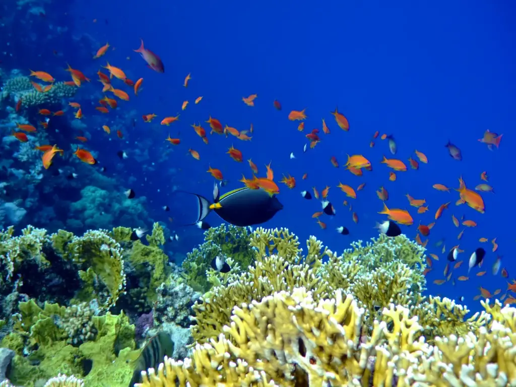 Marine Life Underwater Saltwater Ecosystems