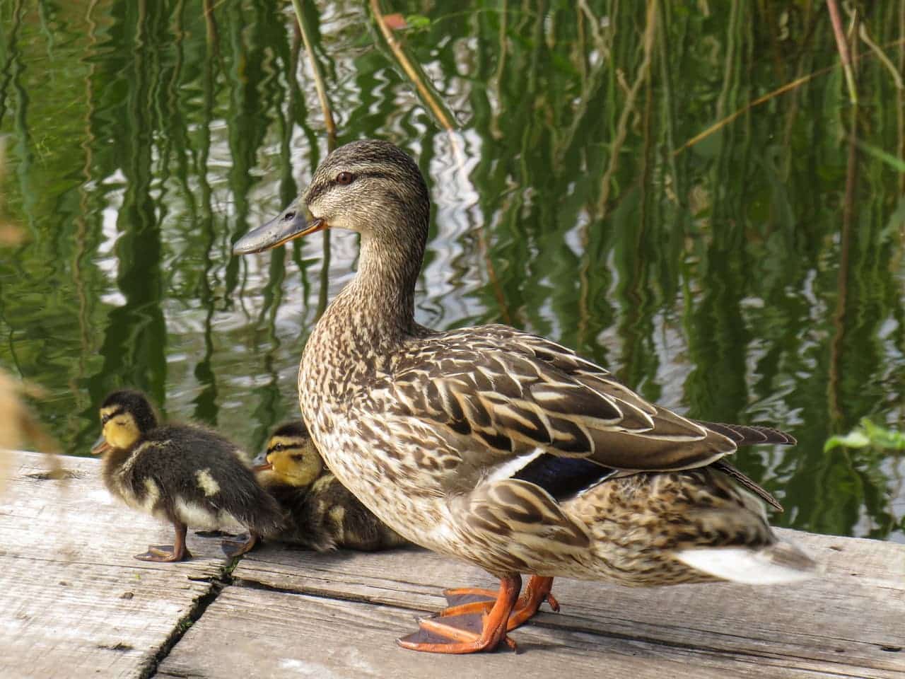 Salvadori's Ducks with the little duckling