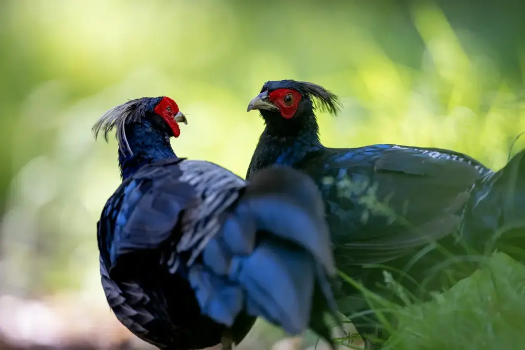 Two Salvadori's Pheasant on green Grass