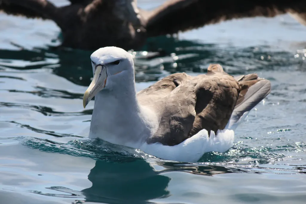 Salvin's Albatross