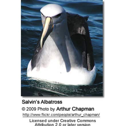 Salvin's Albatross