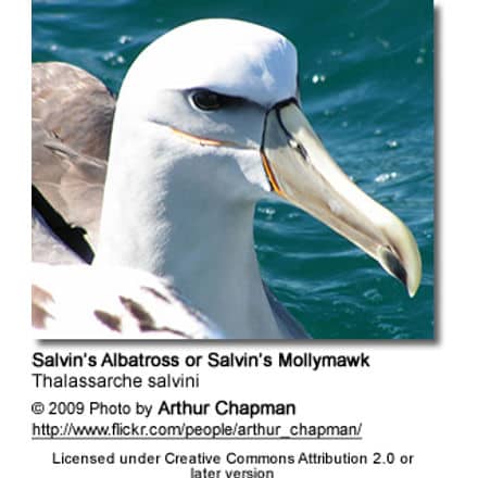 Salvin's Albatross, or Salvin's Mollymawk, Thalassarche salvini