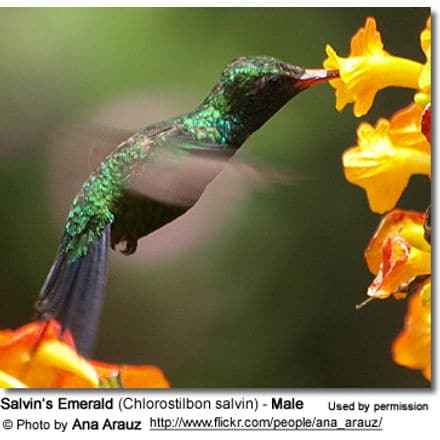 Salvin's Emerald (Chlorostilbon salvin) - Male