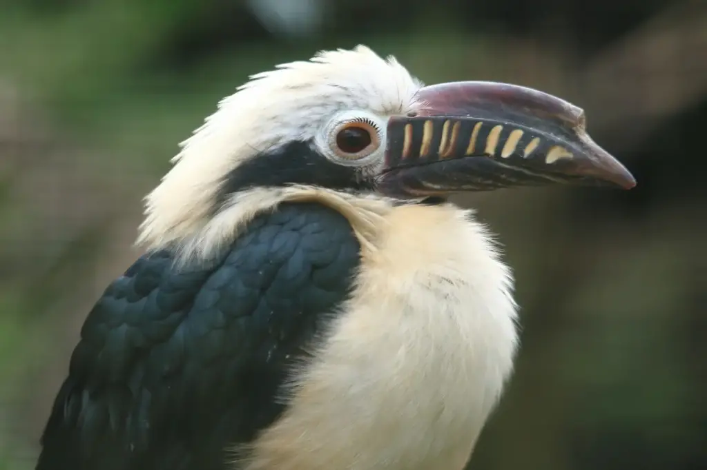 Closeup Image of Samar Tarictic Hornbills