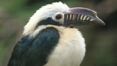 Closeup Image of Samar Tarictic Hornbills