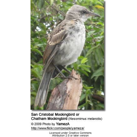 San Cristobal Mockingbird or Chatham Mockingbird (Nesomimus melanotis) 
