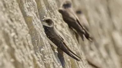 The Sand Martin Perched In A Stone