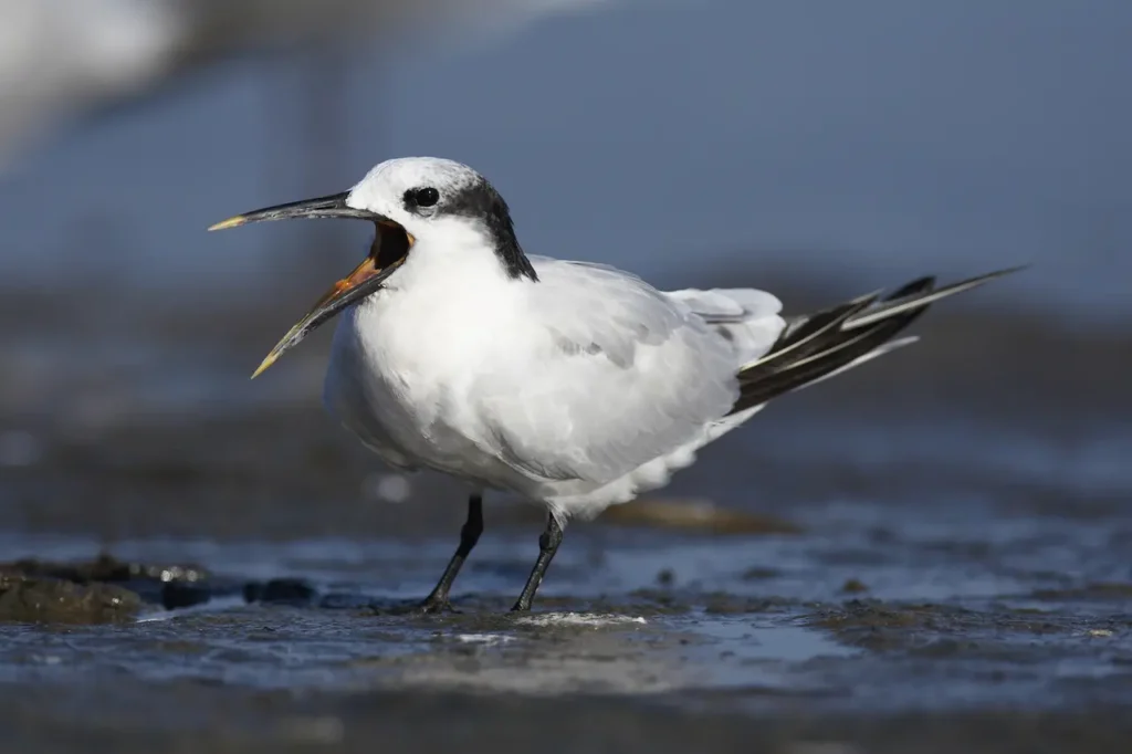 Sandwich Terns on the Mud 