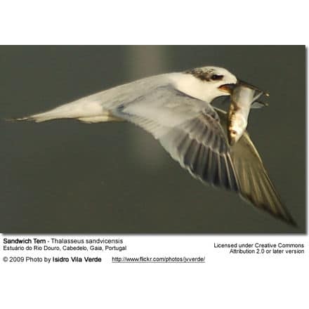 Sandwich Tern with Fish