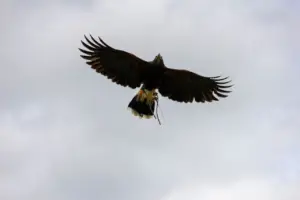 Sanford's Sea-eagle Flying