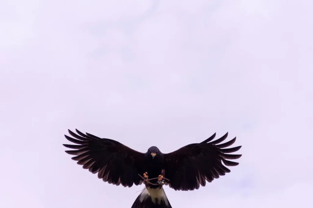 Sanford's Sea-eagles 