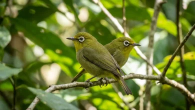 São Tomé White-eye (Zosterops ficedulinus)