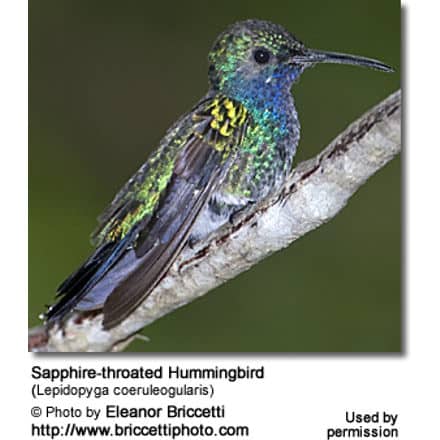 Sapphire-throated Hummingbird (Lepidopyga coeruleogularis)