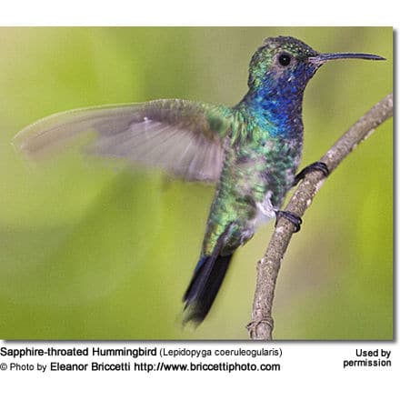 A vivid Sapphire-throated Hummingbird with iridescent blue and green plumage perches on a thin branch. Its wings are slightly blurred, indicating movement. The background is a soft, out-of-focus blend of green and yellow tones, perfectly highlighting the beauty of this stunning bird.