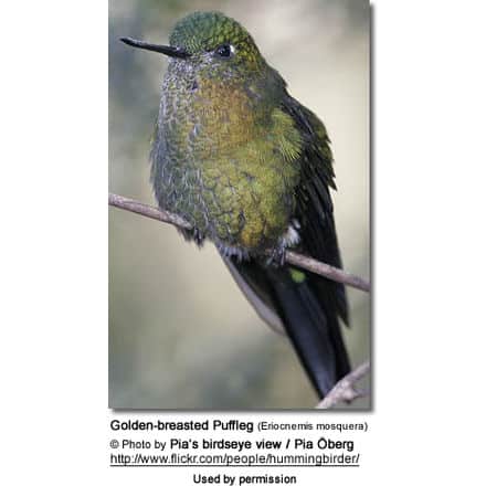 Sapphire-vented Puffleg Female (Eriocnemis luciani)