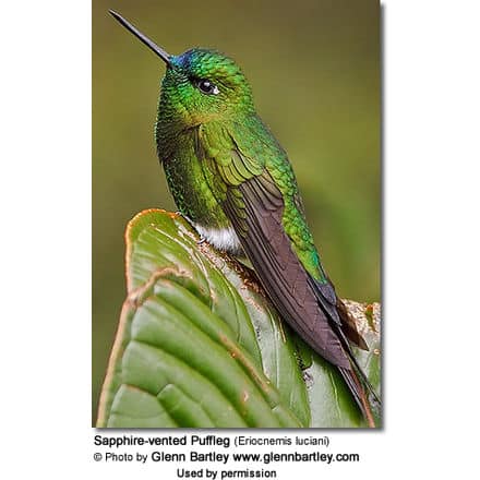 Sapphire-vented Puffleg (Eriocnemis luciani)