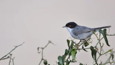 Sardinian Warblers Top of Tree