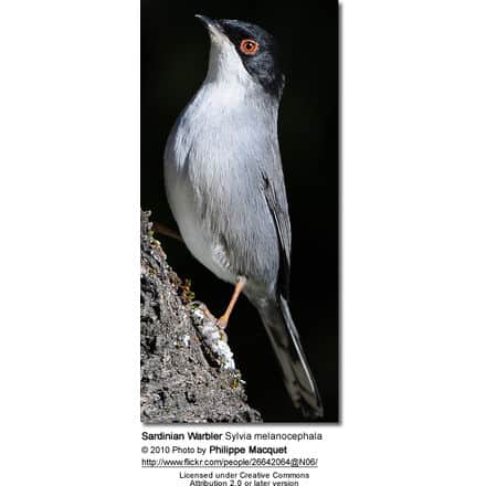 Sardinian Warbler Sylvia melanocephala