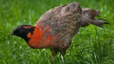 Satyr Tragopan Pheasants on the Grass