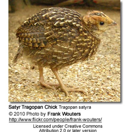 Satyr Tragopan Chick Tragopan satyra - Chick