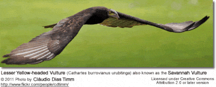 Lesser Yellow-headed Vulture (Cathartes burrovianus urubitinga) also known as the Savannah Vulture