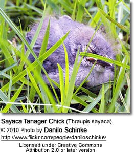 Sayaca Tanager Chick (Thraupis sayaca)