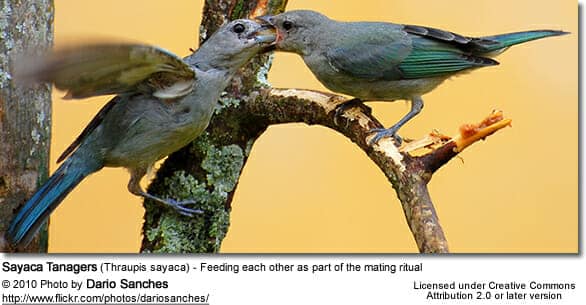 Sayaca Tanagers (Thraupis sayaca) - Feeding each other as part of the mating ritual