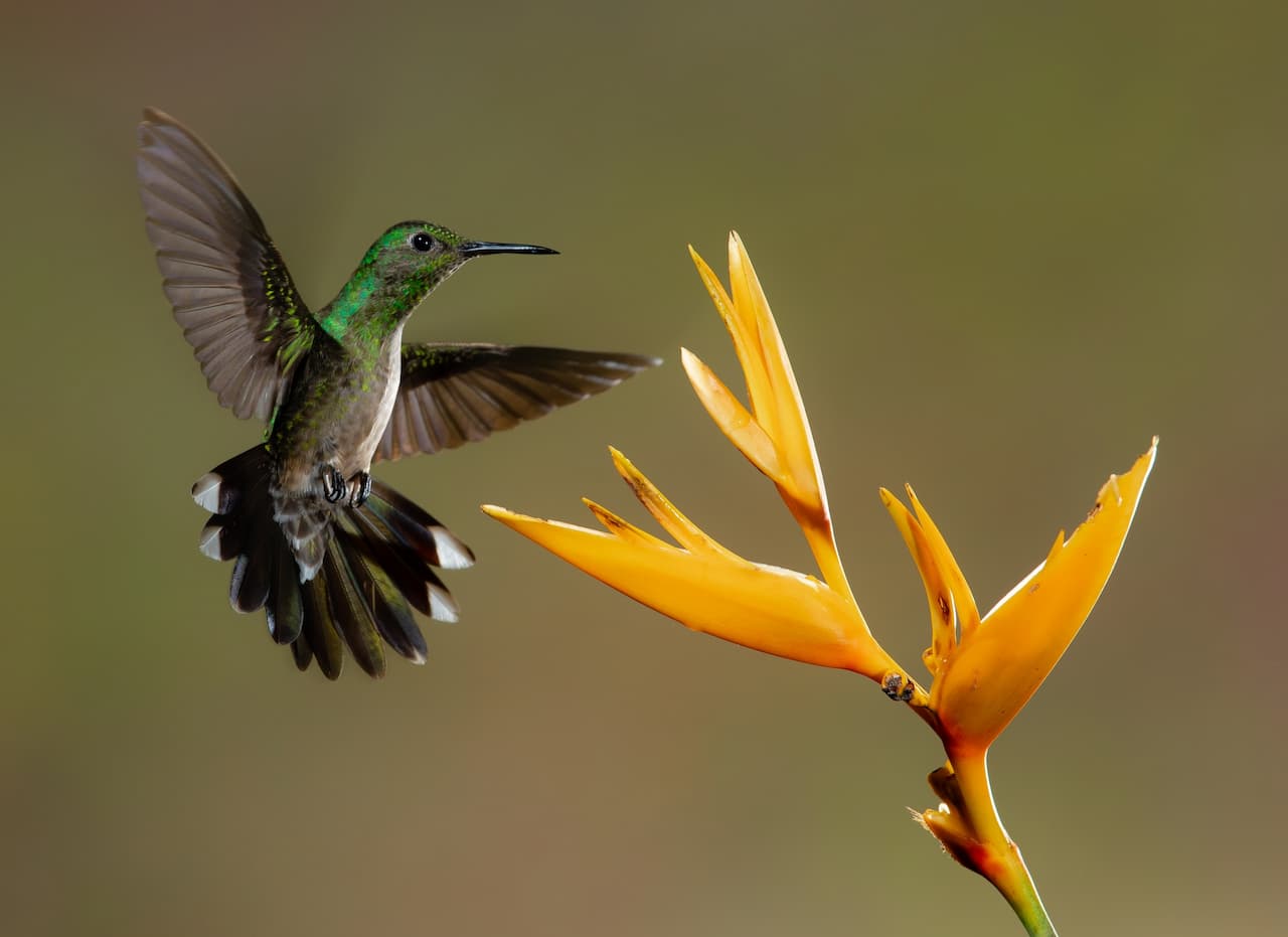 The Scaly-breasted Hummingbirds Getting Foods
