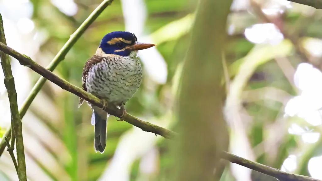 Scaly-breasted Kingfishers