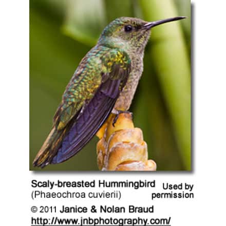 Scaly-breasted Hummingbird (Phaeochroa cuvierii)