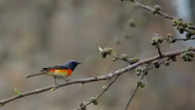 The Scarlet Minivets On Its Way To Get Food