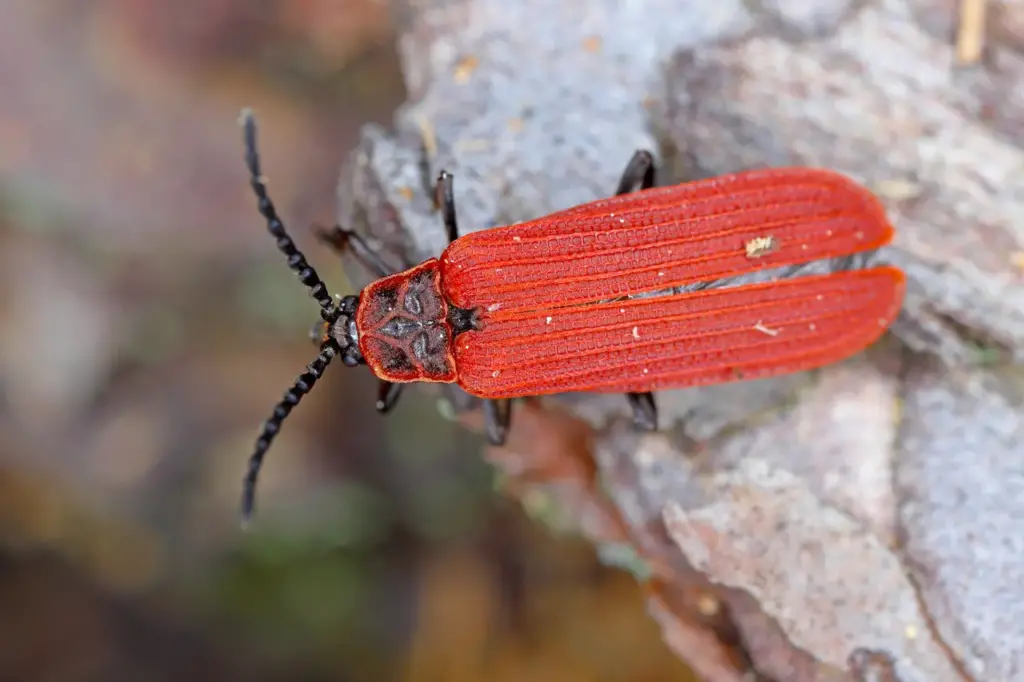 Scarlet Net-winged Beetle (Dictyoptera aurora)