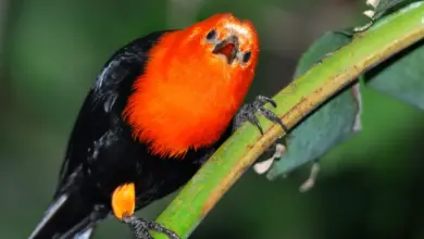 Scarlet-headed Blackbird Perched on a Branch