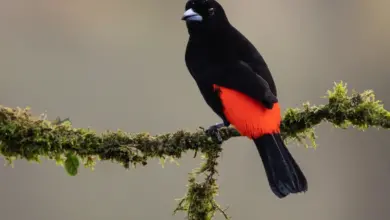 The Scarlet-Rumped Caciques Perched On A Branch
