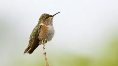 Scintillant Hummingbird Perched on a Thorn