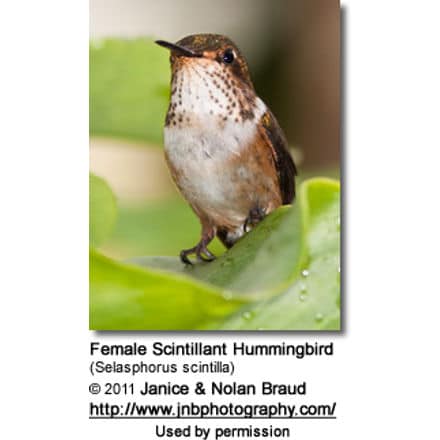 Female Scintillant Hummingbird (Selasphorus scintilla)
