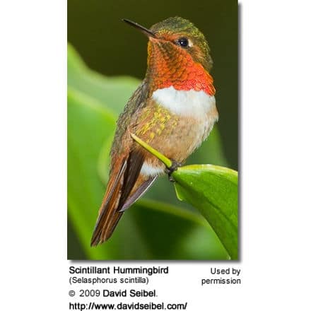 Male Scintallant Hummingbird