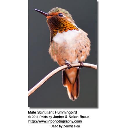 Male Scintillant Hummingbird (Selasphorus scintilla)