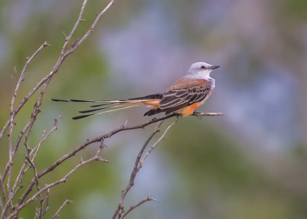 Scissor-tailed Flycatcher on a Tree Thorn 