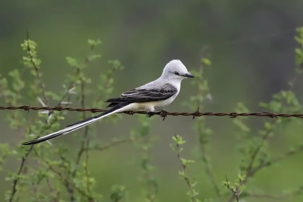 Scissor-tailed Flycatchers on a Wire