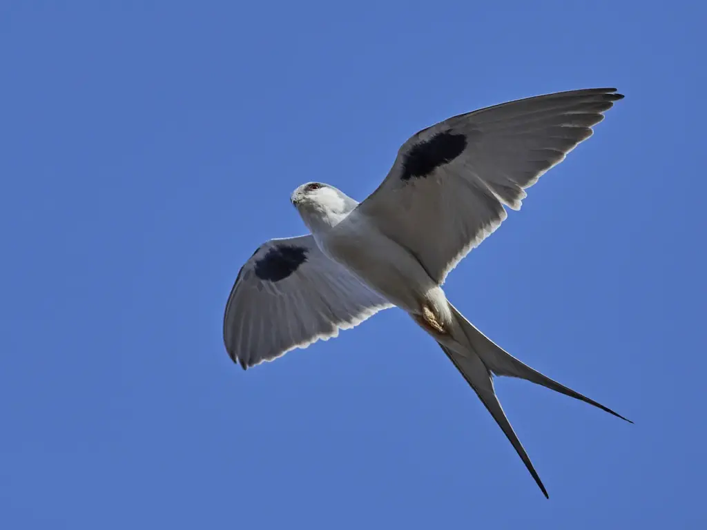 Scissor-tailed Kites