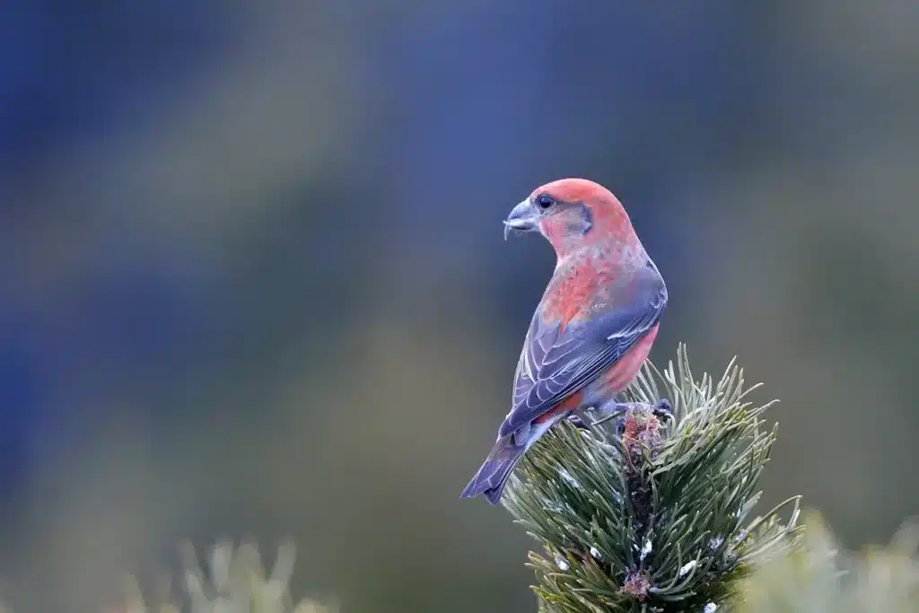 Scottish Crossbills 