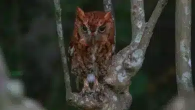 The Screech Owl Perched In A Tree