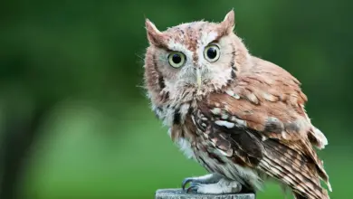 Screech Owls On Fence Post